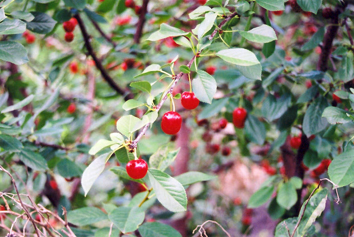 Cherry - Prunus cerasus 'Morello'