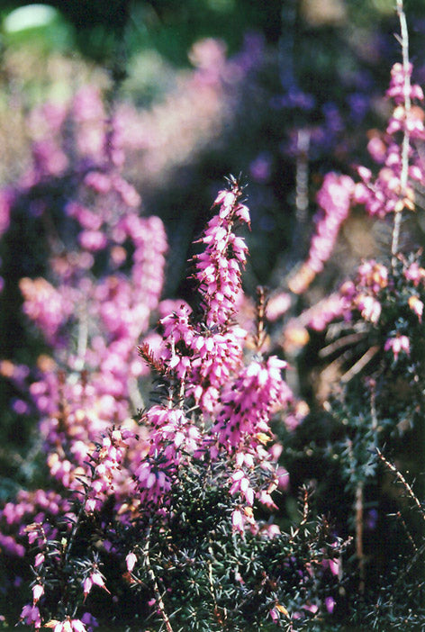 Erica carnea 'Furzey'