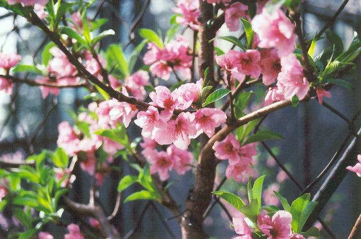 Nectarine - Prunus persica 'Fantasia'