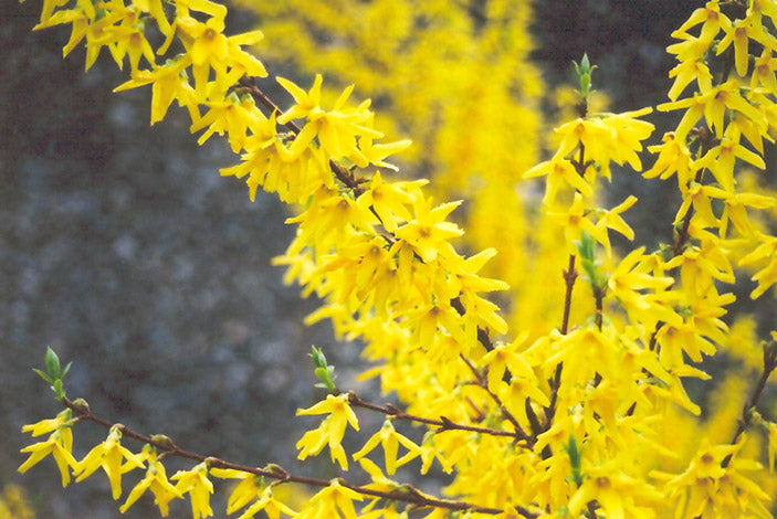 Forsythia intermedia 'Spectabilis'