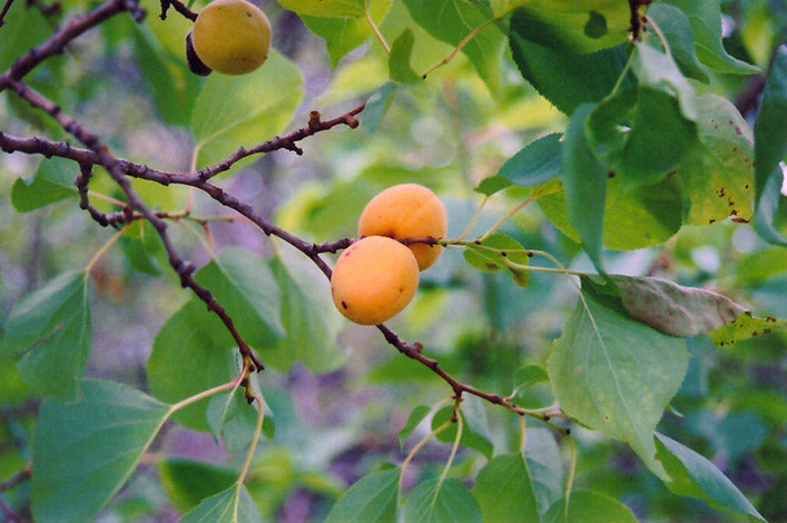 Apricot - Prunus mandshurica 'Scout'