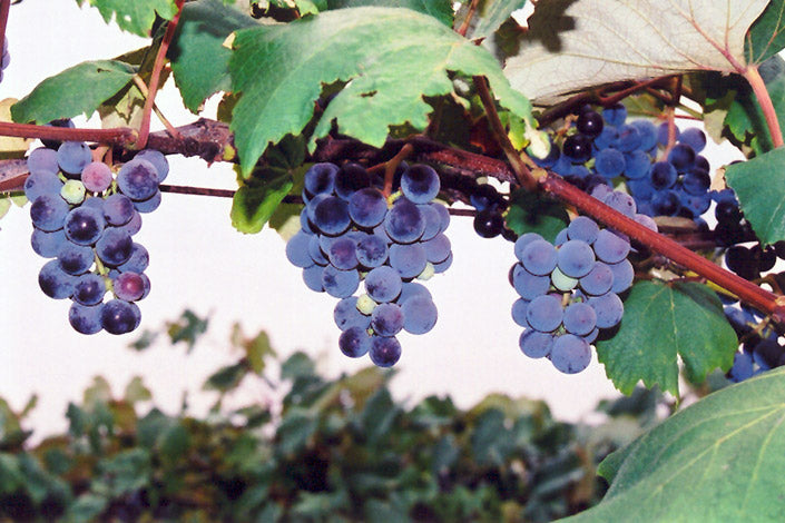 Grape - Vitis Concord