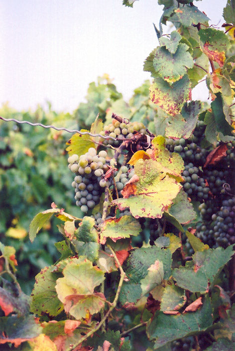 Vitis vinifera 'Gewurtztraminer' Grape
