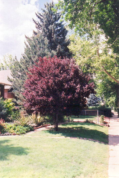 Prunus cerasifera 'Pissardi Nigra'