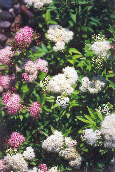 Spiraea japonica 'Shirobana'