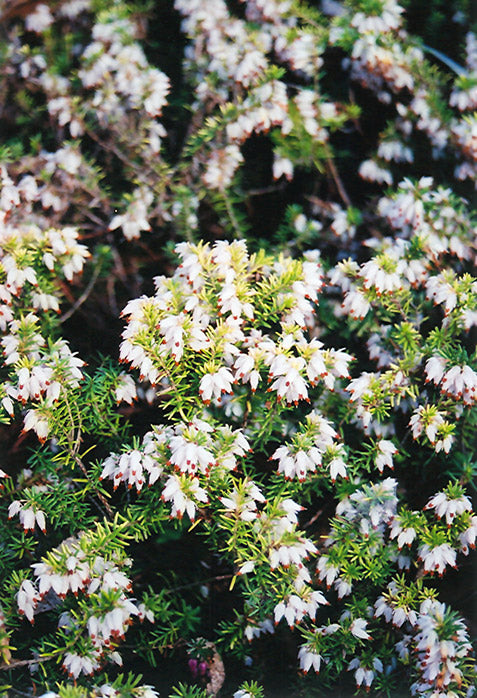 Erica carnea 'Golden Startlet'