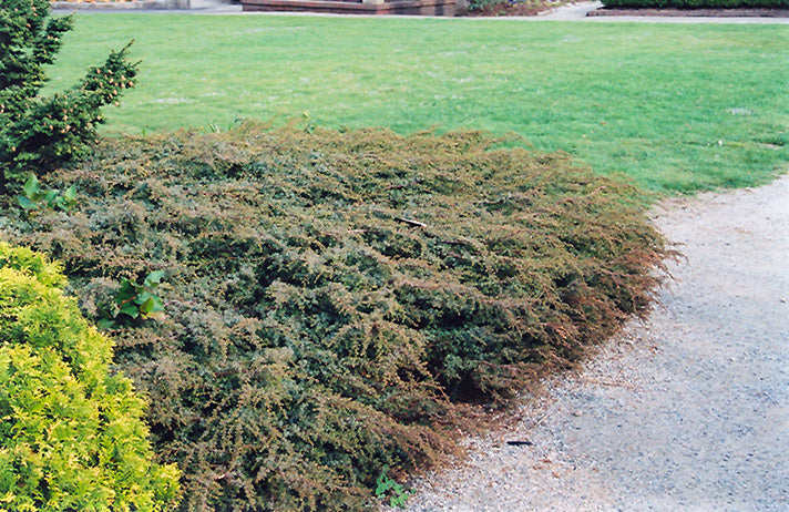 Juniperus communis 'Effusa'