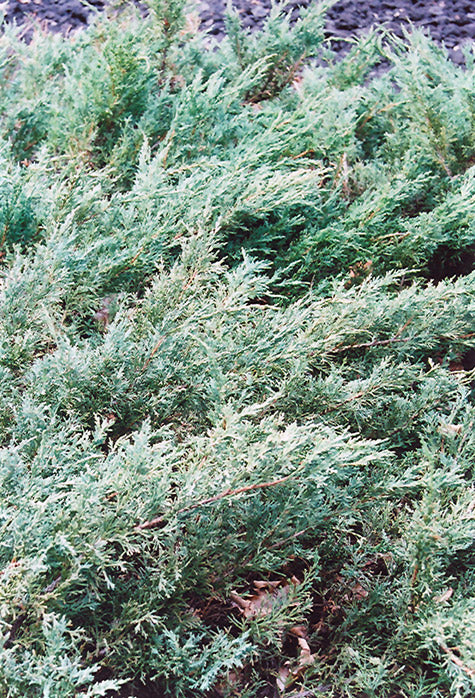 Juniperus chinensis 'Glauca'