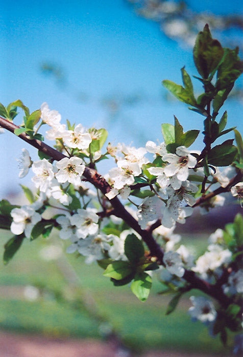 Plum - Prunus Salicina 'Shiro'