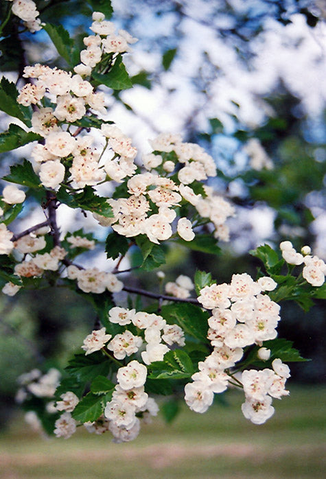 Crataegus x mordenensis 'Snowbird'