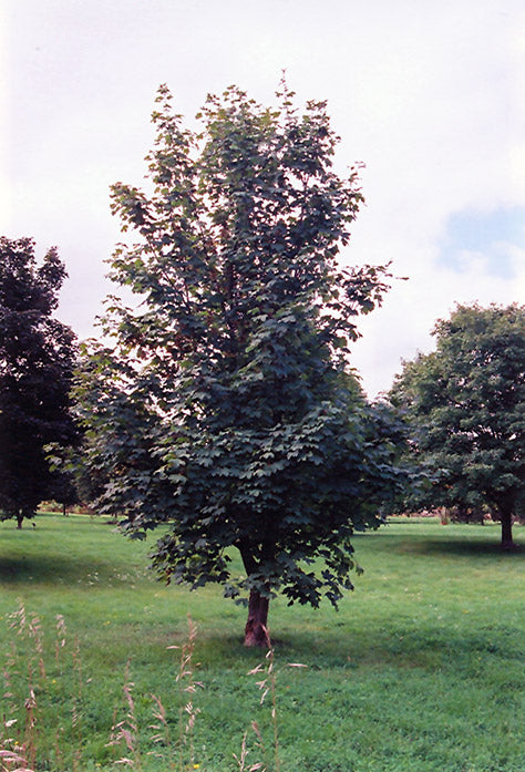 Acer pseudoplatanus 'Brilliantissima'