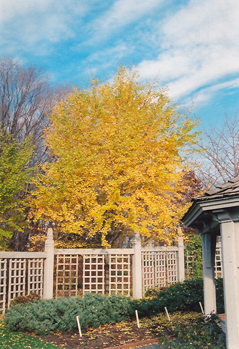 Ginkgo biloba 'Fastigiata'