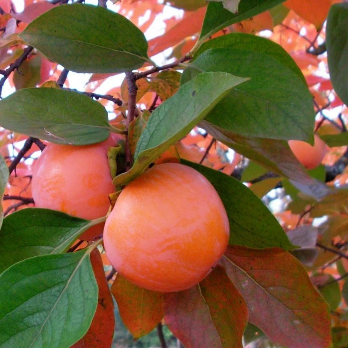 Persimmon-Diospyros kaki 'Maru'