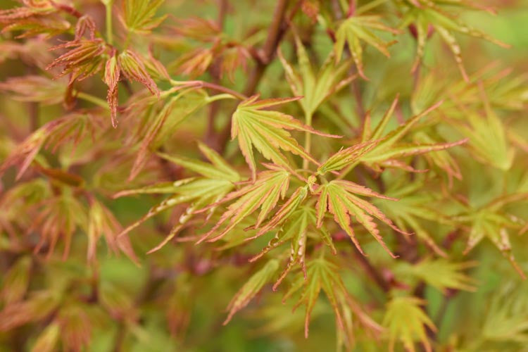 Acer palmatum 'Crippsii'