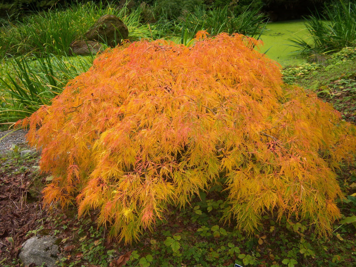 Acer palmatum dissectum 'Viridis'