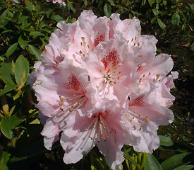 Rhododendron 'Albert Schweitzer'