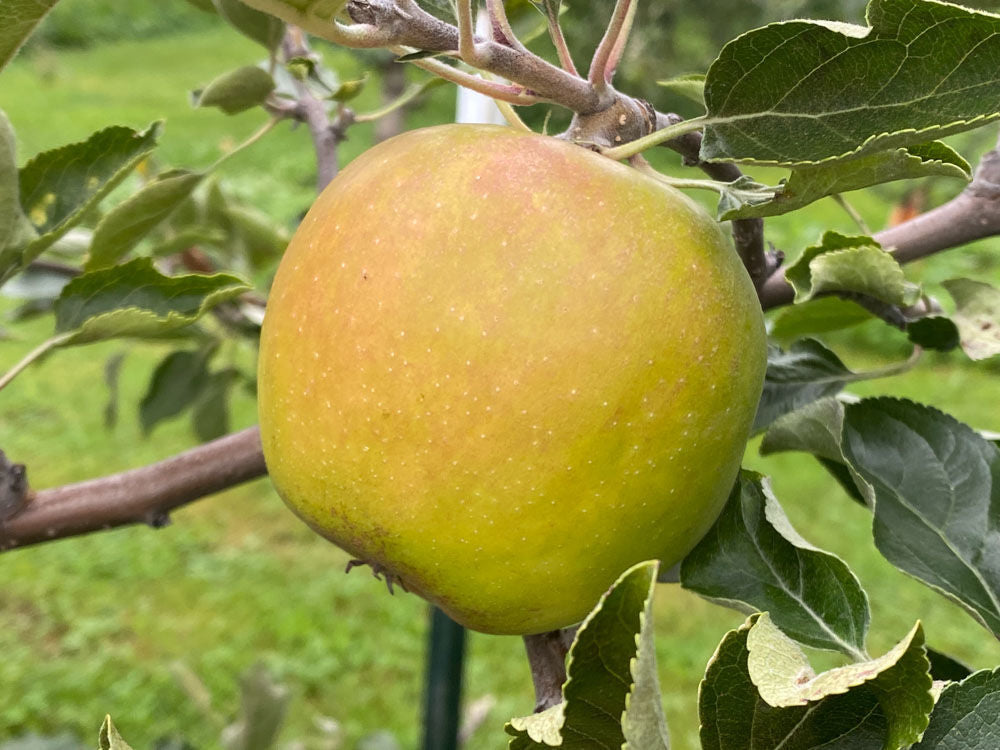 Apple - Malus 'Holstein'