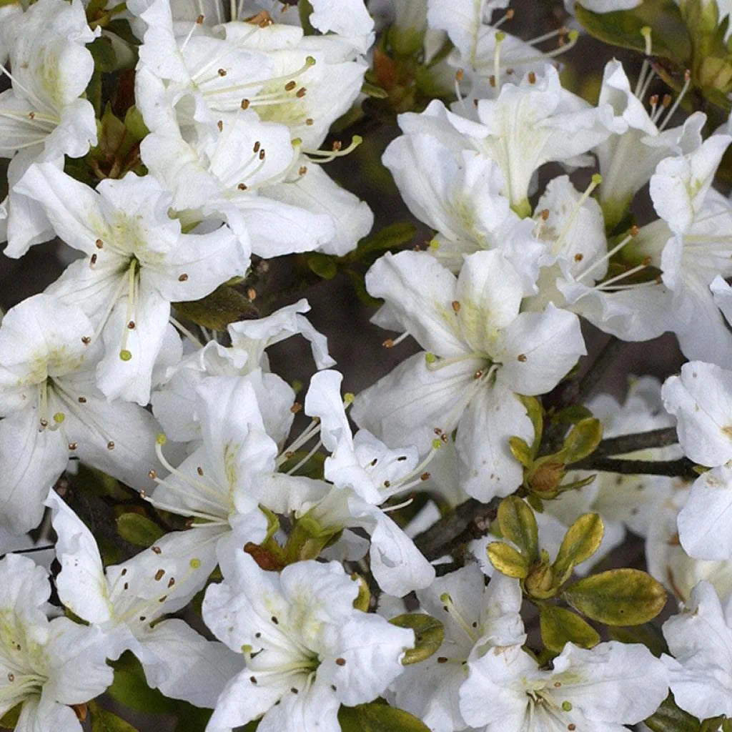 Azalea japonica 'Schneeglanz'