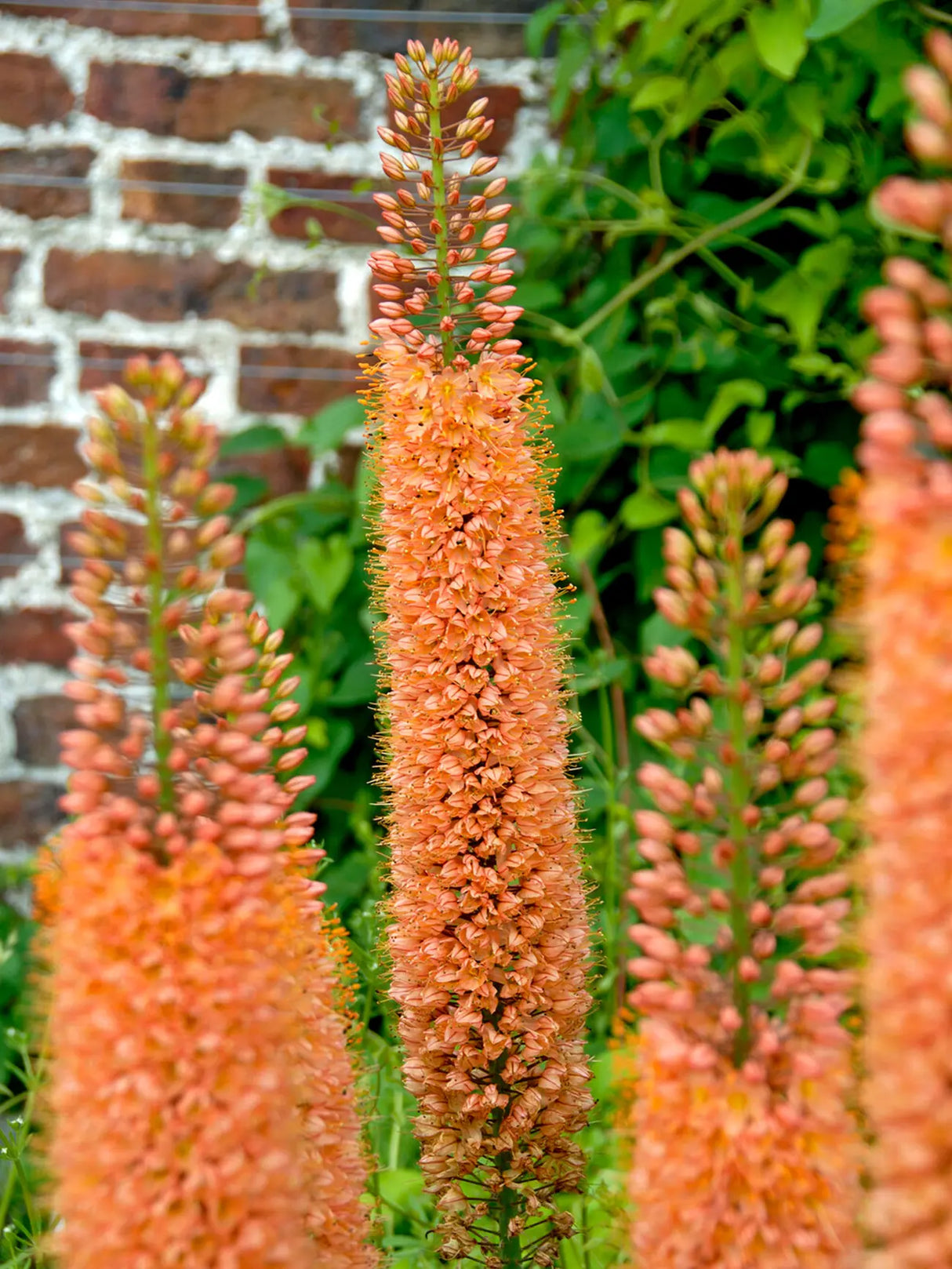 Eremurus x Isabellinus 'Pinokkio'
