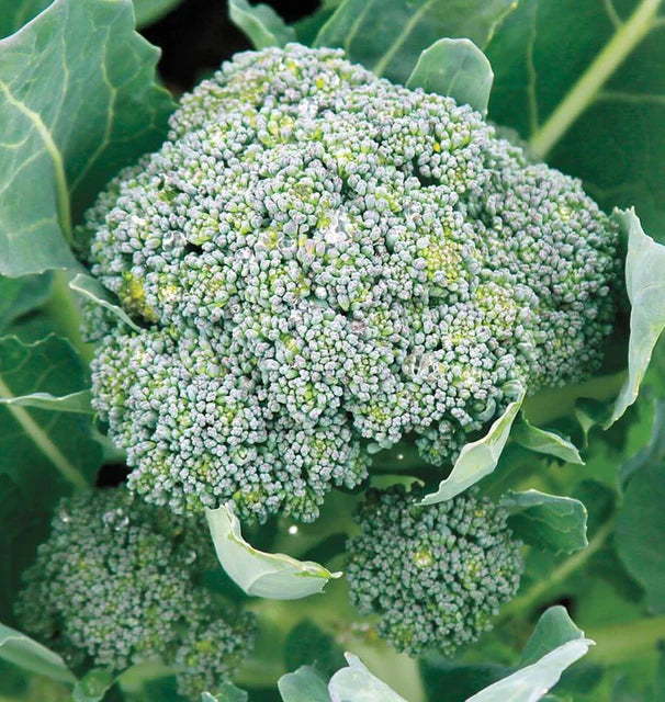 Broccoli - Gypsy F1
