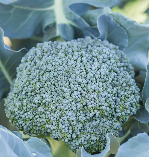 Broccoli - Di Cicco
