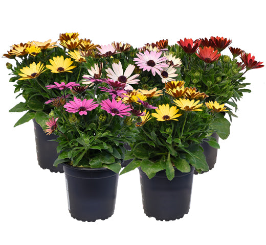 Osteospermum 4.5"