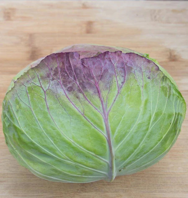 Cabbage - Taiwan Cabbage