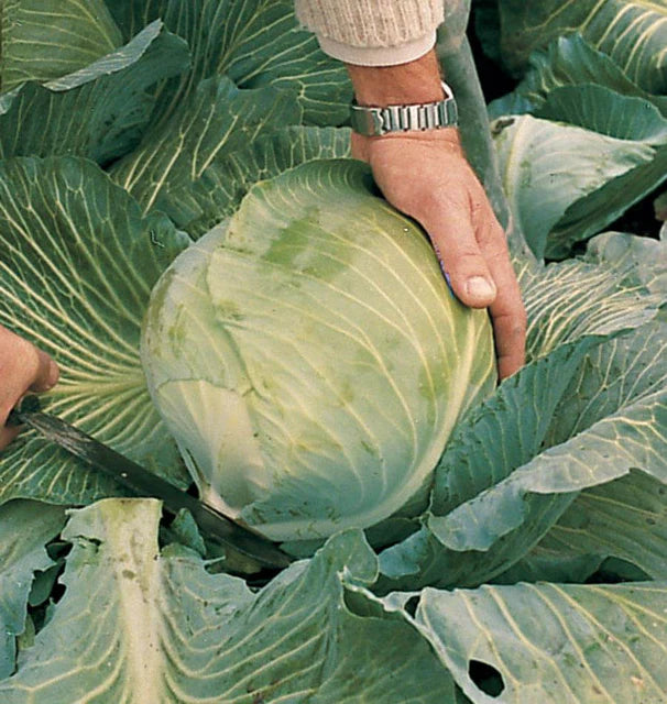 Cabbage - Lennox - Certified Organic