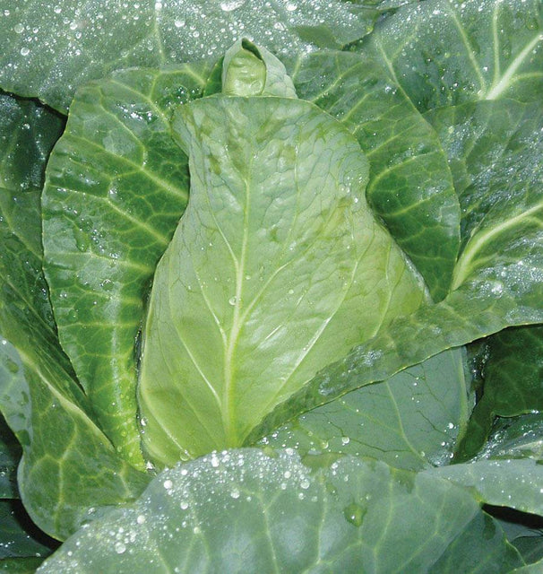 Cabbage - Caraflex - Certified Organic