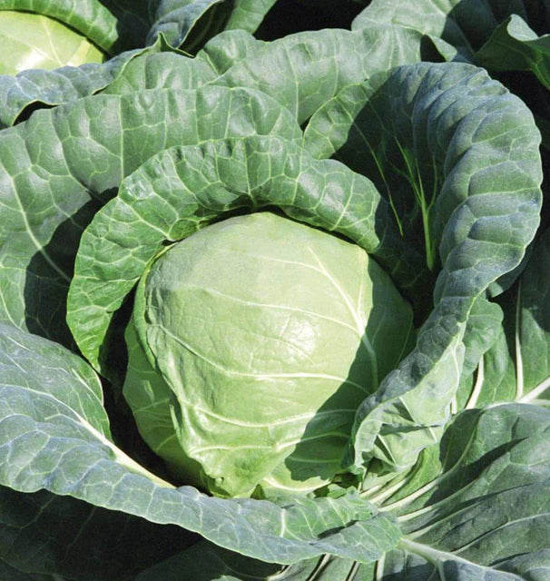 Cabbage - Tiara