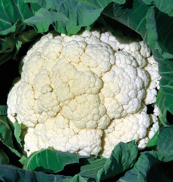 Cauliflower - Amazing