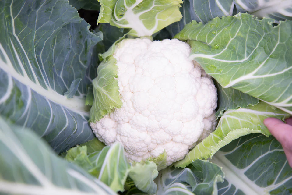 Cauliflower - Synergy