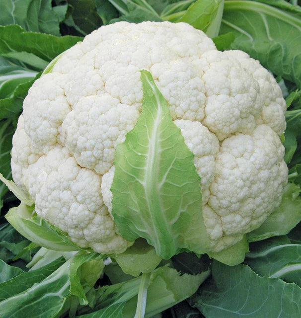 Cauliflower - Skywalker