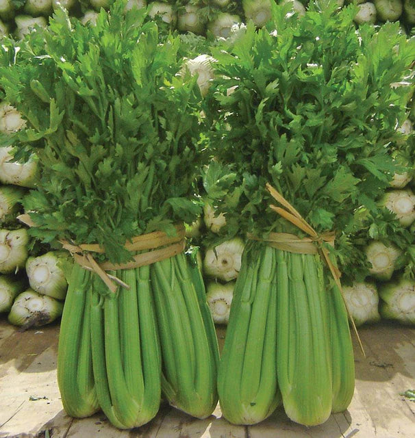 Celery - Tango - Certified Organic
