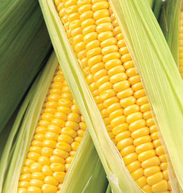 Corn - Honey Select