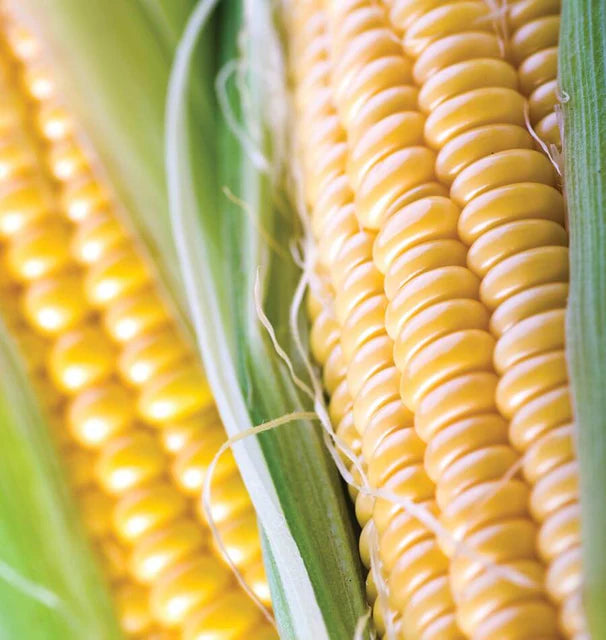 Corn - Jubilee Super Sweet