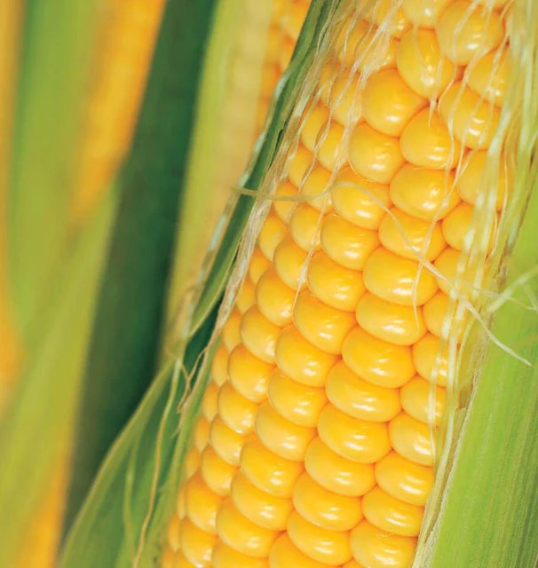 Corn - Golden Bantam