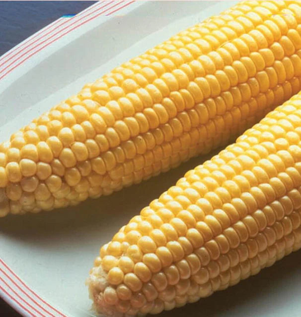 Corn - Bodacious