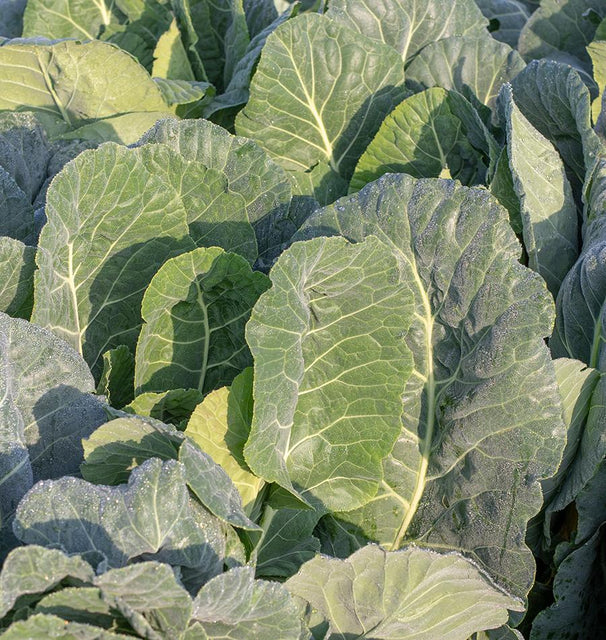 Collards - Top Bunch