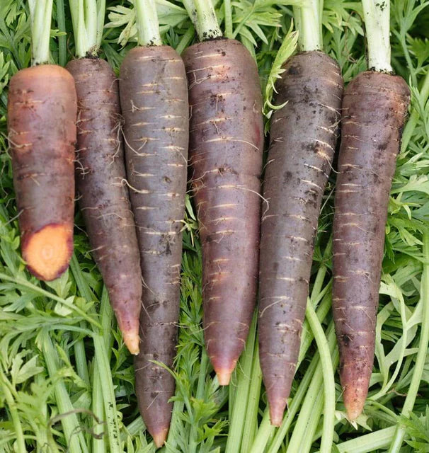 Carrots - Purple Haze