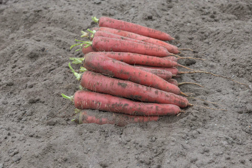 Carrots - Redsun
