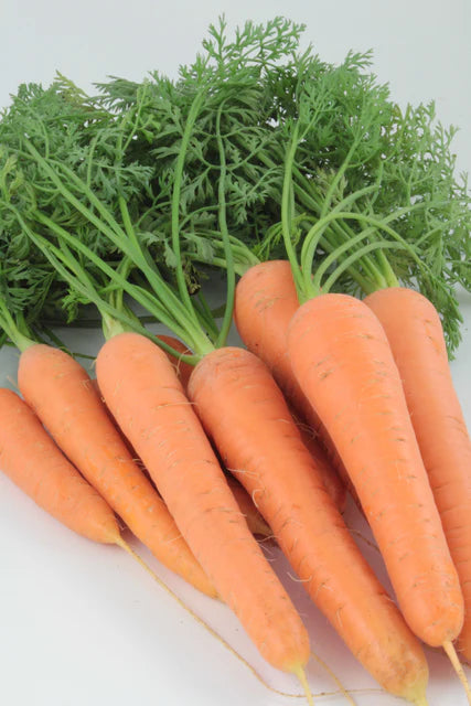 Carrots - Resistafly