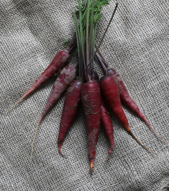 Carrots - Cosmic Purple