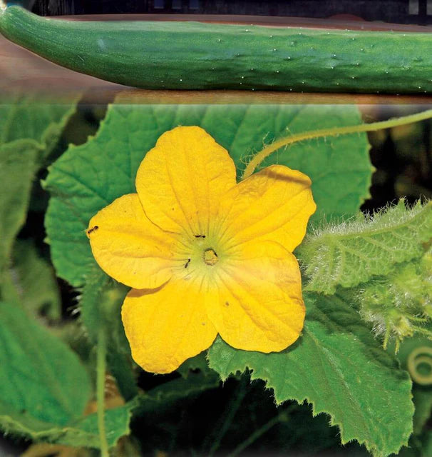 Cucumbers - Tasty Green