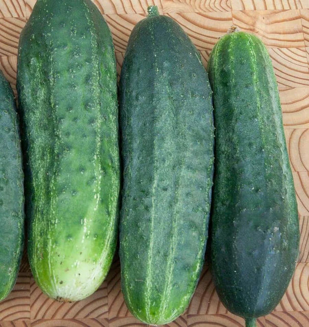 Cucumbers - Excelsior