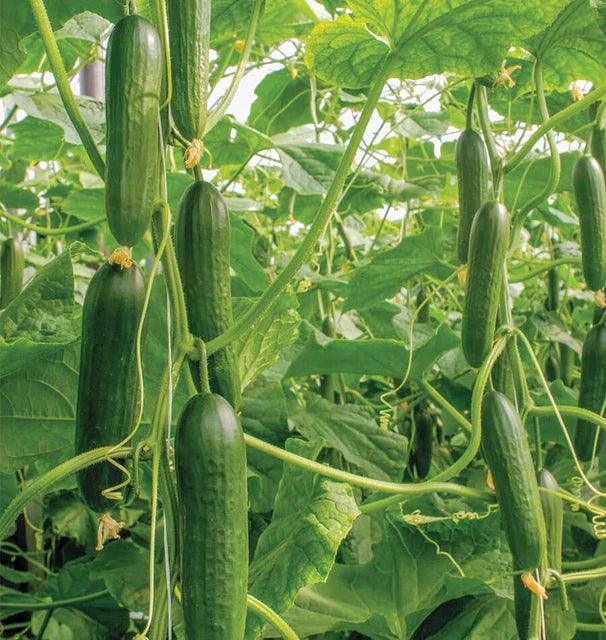 Cucumbers - Socrates - Certified Organic