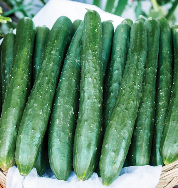 Cucumbers - Tasty Emperor
