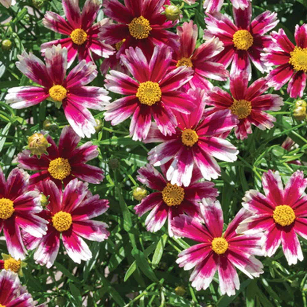 Coreopsis 'Lil Bang Candy Stripe'
