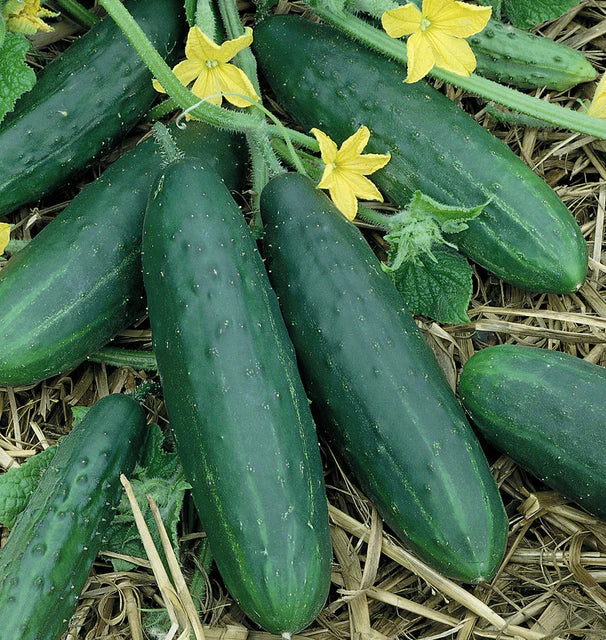 Cucumbers - Spacemaster