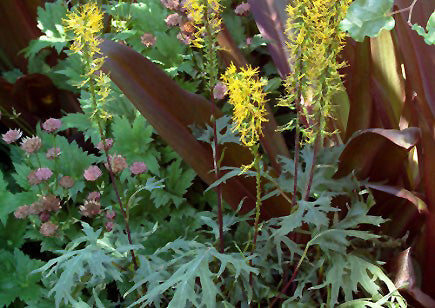 Ligularia przeqaslkii 'Golden Ray'